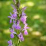 Fotografia 13 da espécie Dactylorhiza elata do Jardim Botânico UTAD