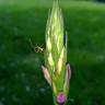 Fotografia 14 da espécie Dactylorhiza elata do Jardim Botânico UTAD