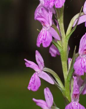 Fotografia 15 da espécie Dactylorhiza elata no Jardim Botânico UTAD