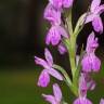 Fotografia 15 da espécie Dactylorhiza elata do Jardim Botânico UTAD