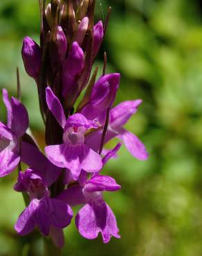 Fotografia 16 da espécie Dactylorhiza elata no Jardim Botânico UTAD