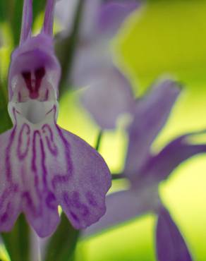 Fotografia 18 da espécie Dactylorhiza elata no Jardim Botânico UTAD