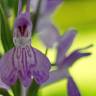 Fotografia 18 da espécie Dactylorhiza elata do Jardim Botânico UTAD