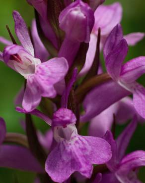 Fotografia 19 da espécie Dactylorhiza elata no Jardim Botânico UTAD