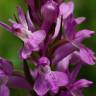 Fotografia 19 da espécie Dactylorhiza elata do Jardim Botânico UTAD