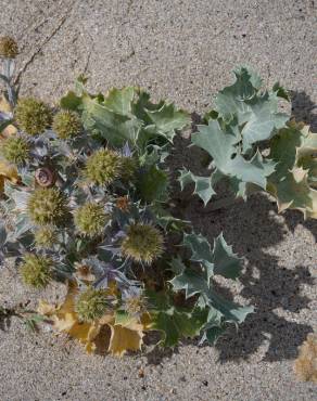 Fotografia 10 da espécie Eryngium maritimum no Jardim Botânico UTAD