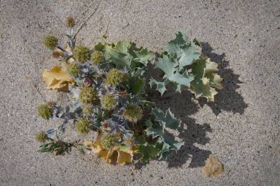 Fotografia da espécie Eryngium maritimum