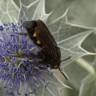 Fotografia 11 da espécie Eryngium maritimum do Jardim Botânico UTAD