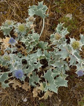 Fotografia 12 da espécie Eryngium maritimum no Jardim Botânico UTAD