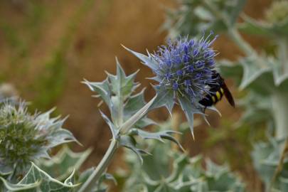 Fotografia da espécie Eryngium maritimum