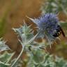 Fotografia 13 da espécie Eryngium maritimum do Jardim Botânico UTAD