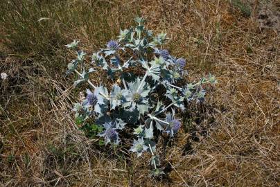 Fotografia da espécie Eryngium maritimum