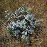 Fotografia 14 da espécie Eryngium maritimum do Jardim Botânico UTAD