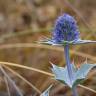 Fotografia 15 da espécie Eryngium maritimum do Jardim Botânico UTAD