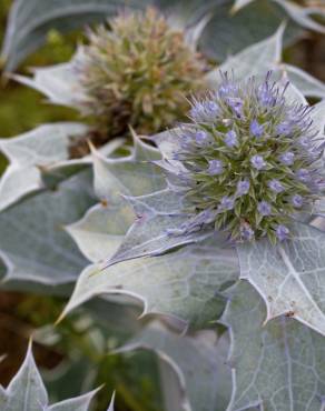 Fotografia 1 da espécie Eryngium maritimum no Jardim Botânico UTAD