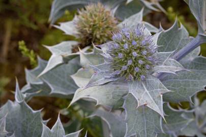 Fotografia da espécie Eryngium maritimum