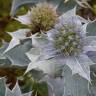 Fotografia 1 da espécie Eryngium maritimum do Jardim Botânico UTAD