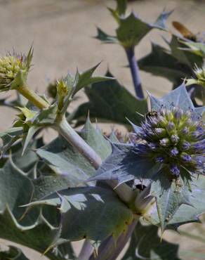 Fotografia 16 da espécie Eryngium maritimum no Jardim Botânico UTAD