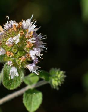 Fotografia 9 da espécie Mentha aquatica no Jardim Botânico UTAD