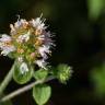 Fotografia 9 da espécie Mentha aquatica do Jardim Botânico UTAD