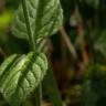 Fotografia 12 da espécie Mentha aquatica do Jardim Botânico UTAD