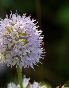 Fotografia 15 da espécie Mentha aquatica no Jardim Botânico UTAD