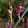 Fotografia 7 da espécie Linaria triornithophora do Jardim Botânico UTAD