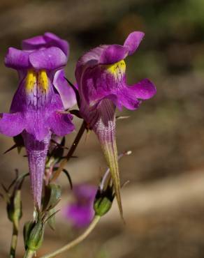 Fotografia 1 da espécie Linaria triornithophora no Jardim Botânico UTAD