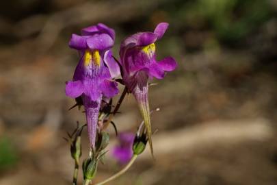 Fotografia da espécie Linaria triornithophora