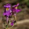 Fotografia 1 da espécie Linaria triornithophora do Jardim Botânico UTAD