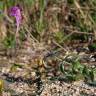 Fotografia 10 da espécie Linaria triornithophora do Jardim Botânico UTAD