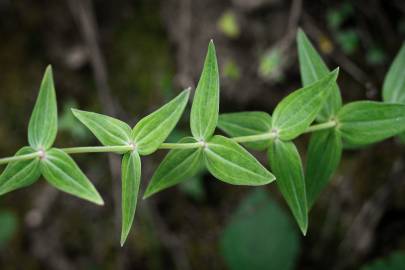 Fotografia da espécie Linaria triornithophora