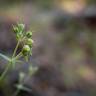 Fotografia 12 da espécie Linaria triornithophora do Jardim Botânico UTAD