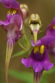 Fotografia da espécie Linaria triornithophora