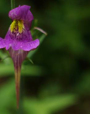 Fotografia 14 da espécie Linaria triornithophora no Jardim Botânico UTAD