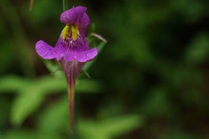 Fotografia da espécie Linaria triornithophora