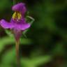 Fotografia 14 da espécie Linaria triornithophora do Jardim Botânico UTAD