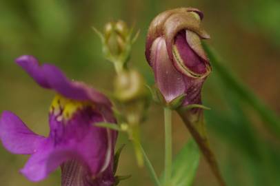 Fotografia da espécie Linaria triornithophora