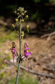 Fotografia da espécie Linaria triornithophora