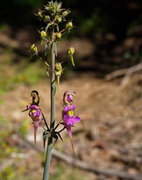 Fotografia 18 da espécie Linaria triornithophora no Jardim Botânico UTAD