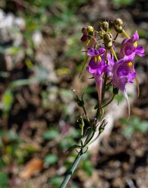 Fotografia 19 da espécie Linaria triornithophora no Jardim Botânico UTAD