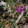 Fotografia 19 da espécie Linaria triornithophora do Jardim Botânico UTAD