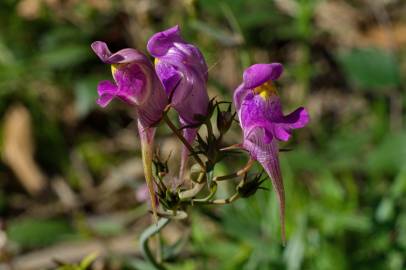 Fotografia da espécie Linaria triornithophora