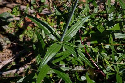 Fotografia da espécie Linaria triornithophora