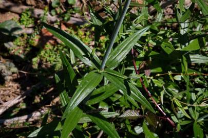 Fotografia da espécie Linaria triornithophora