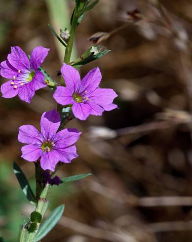 Fotografia de capa Lythrum junceum - do Jardim Botânico