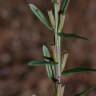 Fotografia 10 da espécie Lythrum junceum do Jardim Botânico UTAD