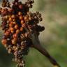 Fotografia 3 da espécie Juncus acutus do Jardim Botânico UTAD