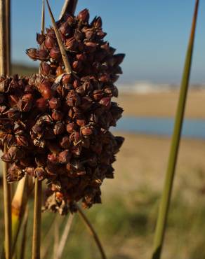 Fotografia 8 da espécie Juncus acutus no Jardim Botânico UTAD