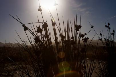 Fotografia da espécie Juncus acutus